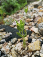Erythranthe parishii