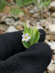 Erythranthe parishii