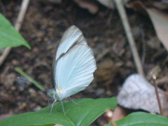 Itaballia demophile centralis