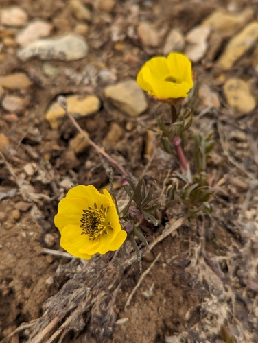Image of Ranunculus adoneus by (c) My-Lan Le, some rights reserved (CC BY)