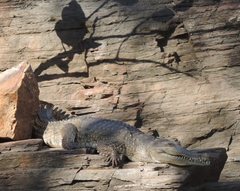 Crocodylus johnstoni