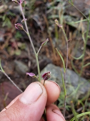 Streptanthus polygaloides