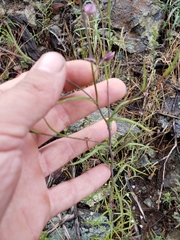 Streptanthus polygaloides