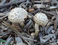 Fungi