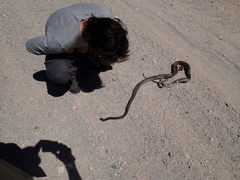 Dendroaspis polylepis