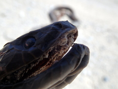 Dendroaspis polylepis