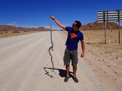 Dendroaspis polylepis