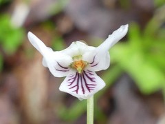 Viola macloskeyi