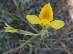 Diuris basaltica