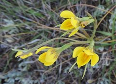 Diuris basaltica