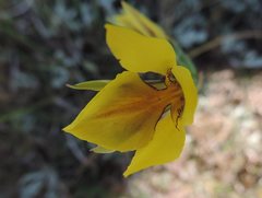 Diuris basaltica