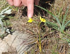 Diuris basaltica