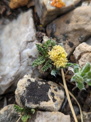 Image of Oreoxis alpina by (c) My-Lan Le, some rights reserved (CC BY)