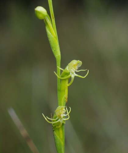 Habenaria subfiliformis