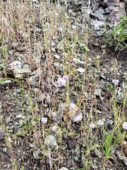 Gilia capitata