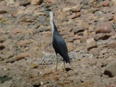Egretta picata