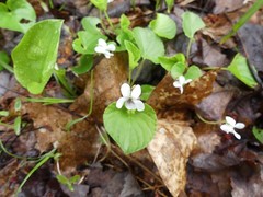 Viola macloskeyi