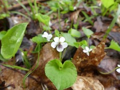 Viola macloskeyi