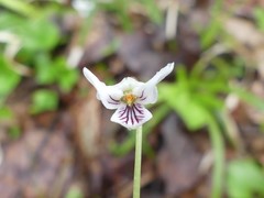 Viola macloskeyi