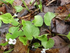 Viola macloskeyi