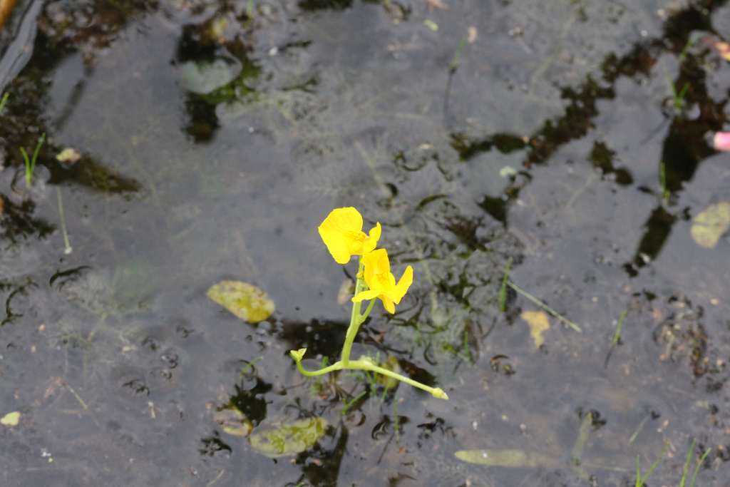 Utricularia tenuicaulis Miki
