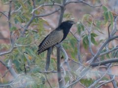 Centropus phasianinus melanurus