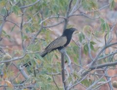 Centropus phasianinus melanurus