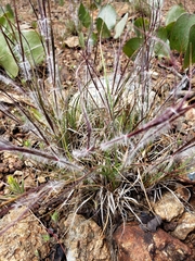 Danthonia unispicata
