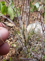 Danthonia unispicata
