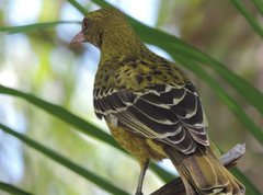 Oriolus flavocinctus