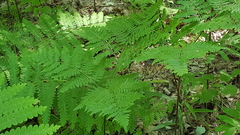 Pteridium aquilinum champlainense