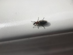 Dilophus strigilatus