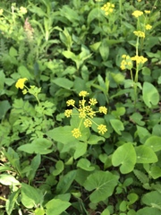 Thaspium trifoliatum