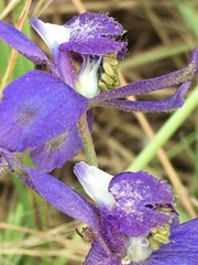 Delphinium parryi maritimum