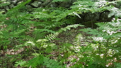 Pteridium aquilinum champlainense