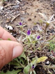 Githopsis specularioides