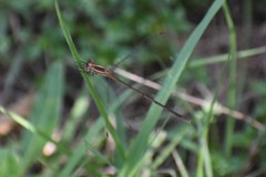 Lestes alacer