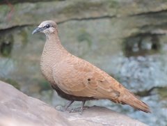 Petrophassa albipennis