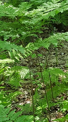 Pteridium aquilinum champlainense