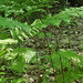 Pteridium aquilinum champlainense - Photo (c) Kelly Fuerstenberg, some rights reserved (CC BY-NC)