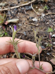 Githopsis specularioides