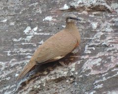 Petrophassa albipennis