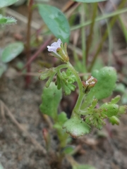 Phacelia lemmonii