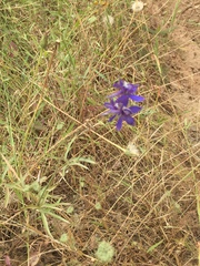 Delphinium parryi maritimum