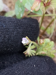 Phacelia lemmonii