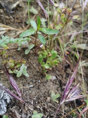 Phacelia lemmonii
