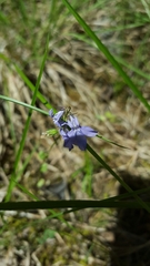 Lobelia gattingeri