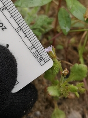 Phacelia lemmonii