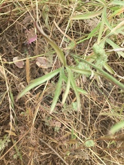 Delphinium parryi maritimum