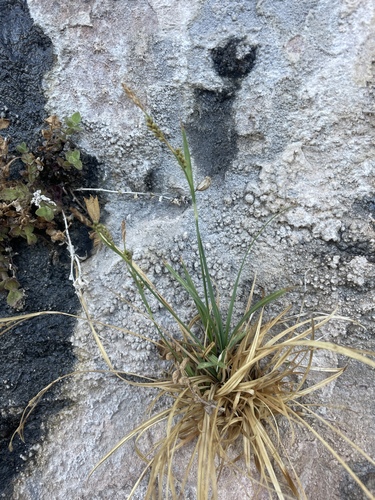 Navajo Sedge (Carex specuicola)